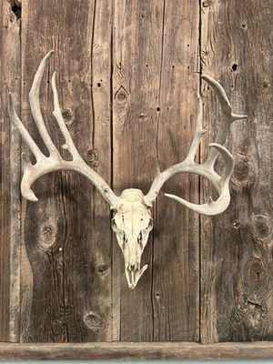 #ad #ad Whitetail European Mount Skull Taxidermy $250.00