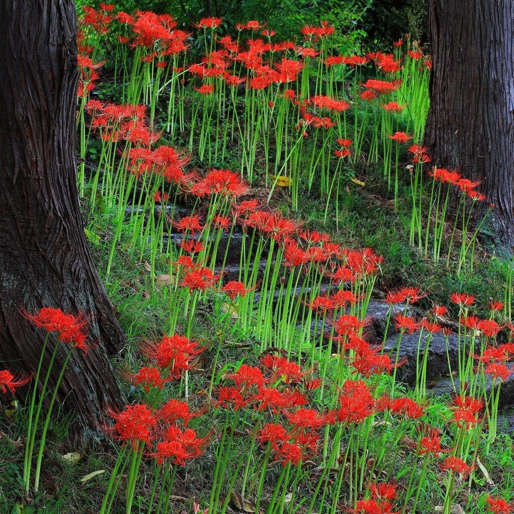 Red Spider Lily, Lycoris Radiata, Magic Lily Amaryllis Heirloom