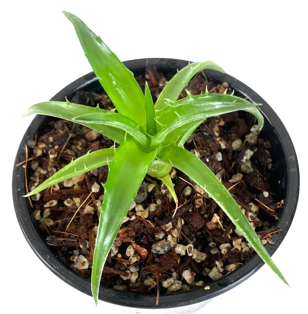Dyckia Cactis&Succulents for sale | eBay