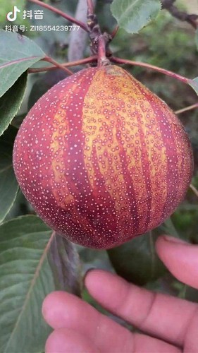 1 paquete de 50 semillas de pera arco iris dulce reliquia de fruta orgánica pirus - Imagen 10 de 12