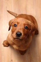 "Notizbuch Labrador Welpe - Kariert 120 Seiten 6X9\""