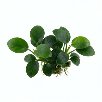 Anubias Nana Petite Bare Root Aquarium Plant | Buy 2 Get 1 Free