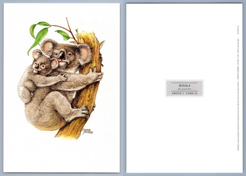 Koala #45 Mammals - The Illustrated Animal Library Fold-out Page & Print - Picture 2 of 2