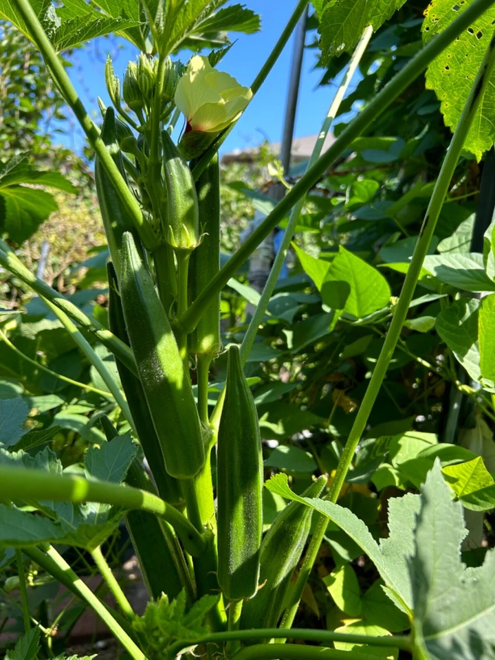 40+ Cajun Dream Okra Seeds Prolific Non-GMO - Image 2 of 4