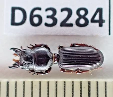 D63284. Insects, Beetles, Carabidae sp. Vietnam, Cao Bang
