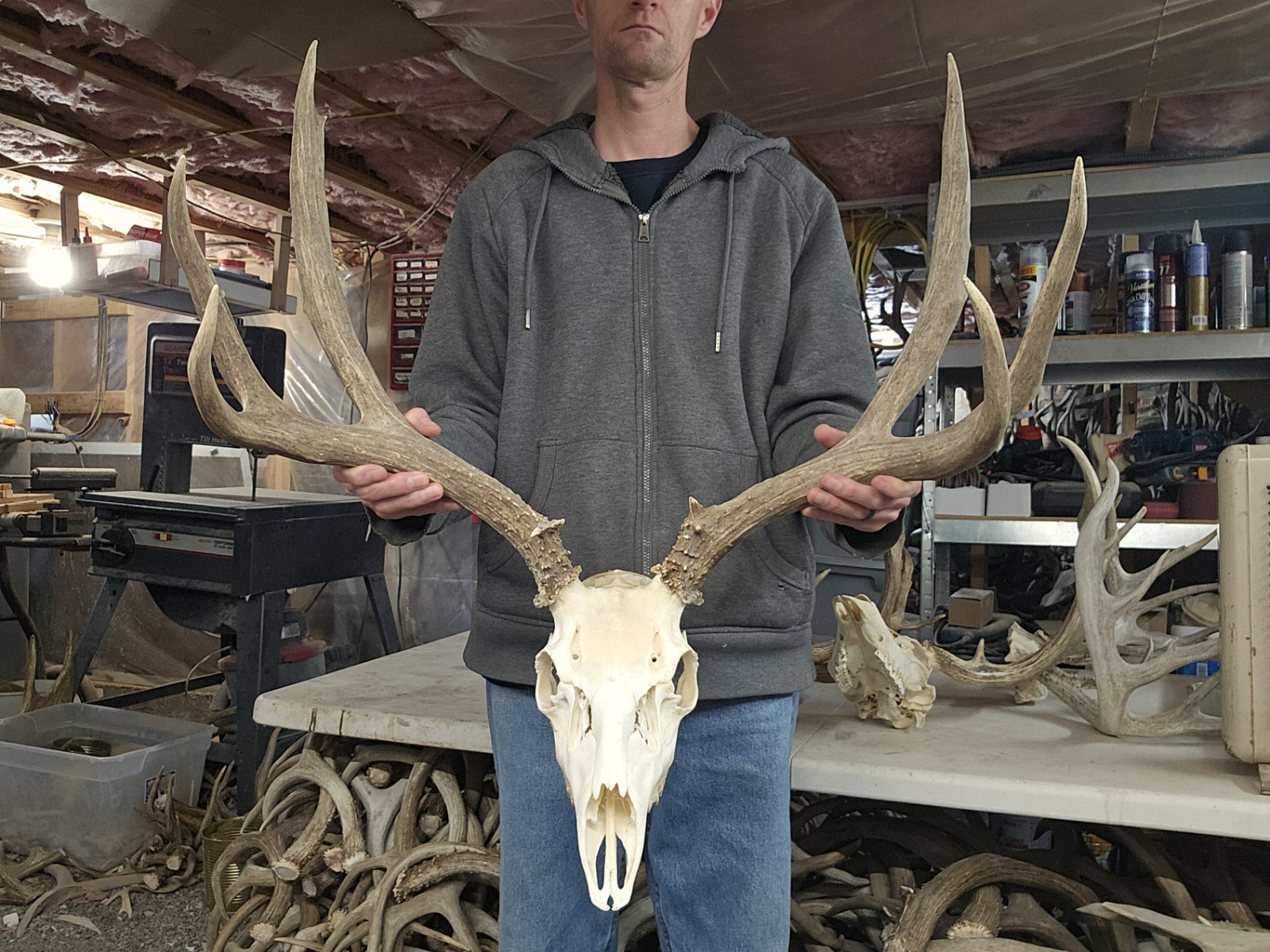 Huge Mule Deer European Mount Set Antlers Sheds Horns Elk Moose Rack | eBay