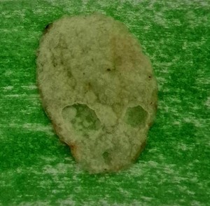 Potato Chip That Looks Like Alien Head!!!