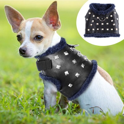 chihuahua leather jacket