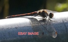 PHOTO  COMMON DARTER BOX MILL  A WALK ALONG THE RIVER COLNE VIA BOX MILL LANE YE