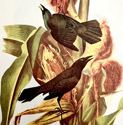 Purple Grackle 1950 Lithograph Art Print Audubon Bird First Edition DWU14F