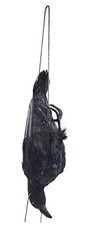 17 inch Realistic Hanging Dead Crows Decoy Lifesize Extra Large Black