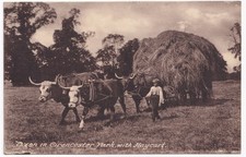 Oxen Cirencester Park Haycart Farming Gloucestershire Old W Dennis MossPostcard