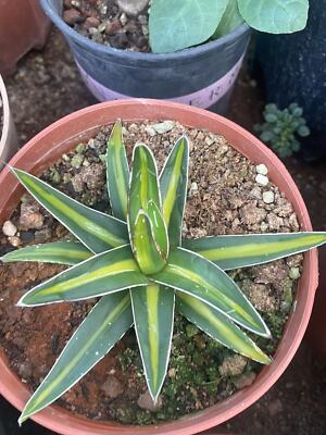 RareSucculent  Plant Agave victoriae-reginae T.Moore Variegated Random