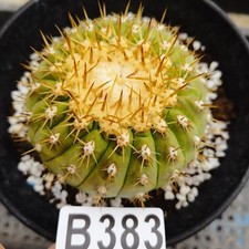 No rooting ！--Copiapoa cinerea-  Ariocarpus/Astrophytum asterias