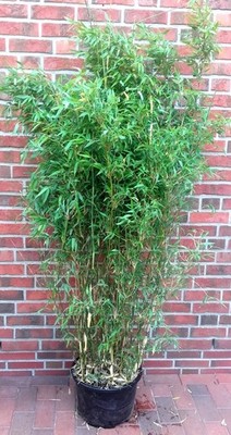 bambus für balkongeländer Sichtschutz aus Bambusleisten – Natürlicher Bambuszaun für den Garten –  Bambusbasis main image 0