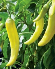 SWEET BANANA PEPPER SEEDS 50+ sweet MILD taste CULINARY cooking FREE SHIPPING 