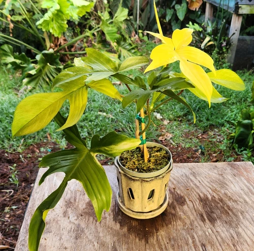 Philodendron Florida Ghost Plant in 5" Pot 14" Tall 18" Wide