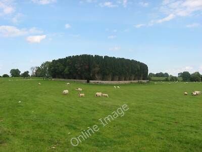Foto 6x4 alter Friedhof in Tullaghanoge, Co. Meath Eine Phalanx von Eiben um 2010