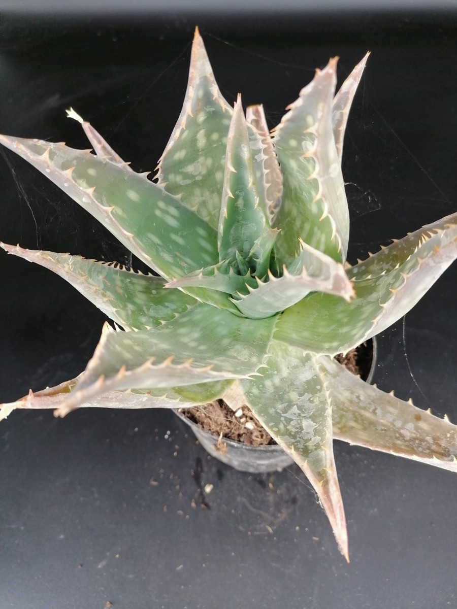 Aloès maculé Aloe maculata plante grasse extérieure en grand conteneur 2L 3L