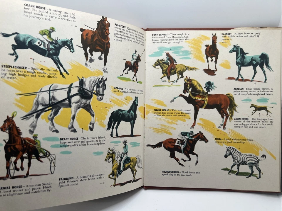 The First Book of Horses - McLennan McMeekin Hardcover DJ 1949 - Image 4 of 4