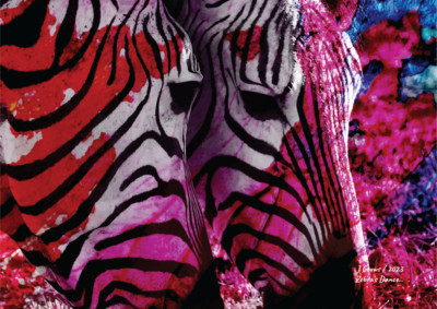 Zebras Dance: A Limited Edition Safari Daydream, Printed Canvas A1 Size