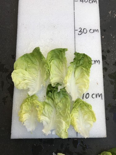 LETTUCE Buttercrunch 200 seeds Easy to grow garden vegetable ORGANIC From QLD - Picture 10 of 12