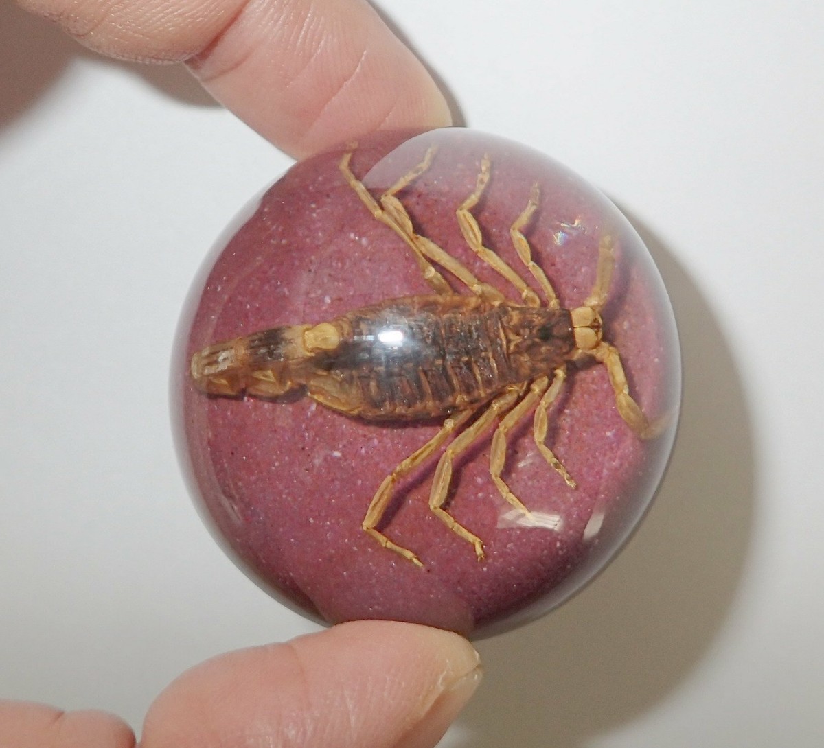 Spécimen De Scorpion En Résine Style Ambre - Pierre Décorative Insecte - Pour Bijoux DIY, Collection