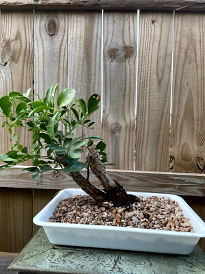 AWESOME! Beautiful Mountain Laurel Pre-Bonsai, 12 Years, HUGE TRUNK | eBay