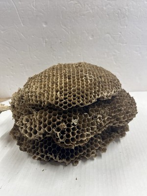 Real Wasp Nest Hornet Taxidermy 3 Stacked Layers 10 x6  Science Rustic Decor