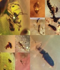 10 pieces authentic Myanmar insect Amber specimen fossil dinosaur age 8.23-23