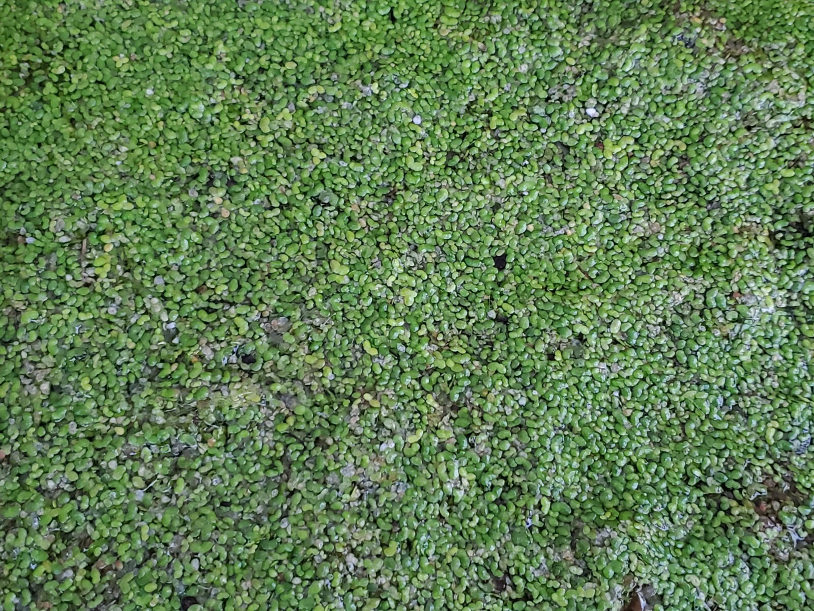 Bulk Duckweed for KOI Fish Ponds (100, 500, 1000 to 5 pounds) eBay