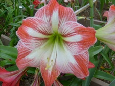 3 Amaryllis  Hippeastrum bulbs Minerva, Amigo, Christmas Star immediate ship