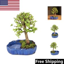 Live Dwarf Jade Bonsai Tree - Easy Care Zen Pot, Perfect Indoor Accent 5-8 i...