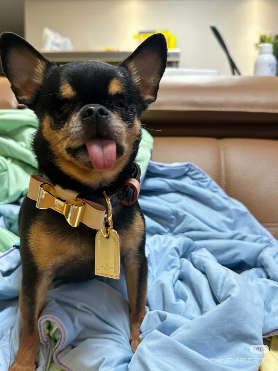 Louis Vuitton Dog Collars for sale | eBay