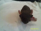 Vtg. Ty Beanie Baby-Roam the Buffalo-org tags-DOB 9/27/1998