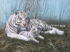 Ceramic Backsplash Tile Mural Big Cat Kitchen/Bathroom - White Tigers and Cubs