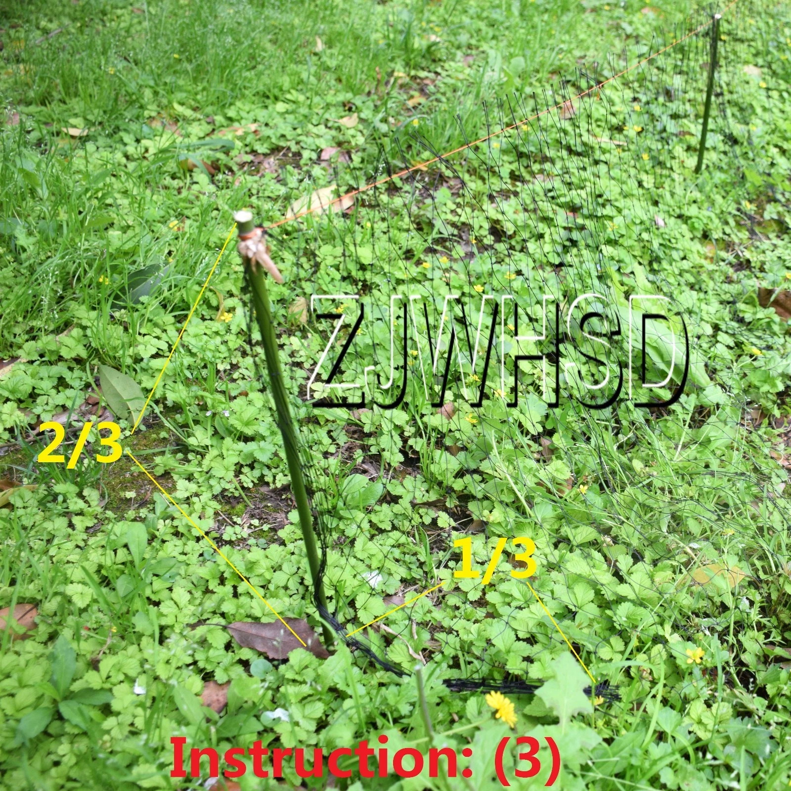 Picture 6 of 11