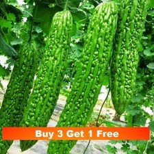 15x Bitter Melon/Bitter gourd Seeds 中国苦瓜种子15粒 定植45天后结果 长40厘米重500克左右 在英国可持续采收4个月