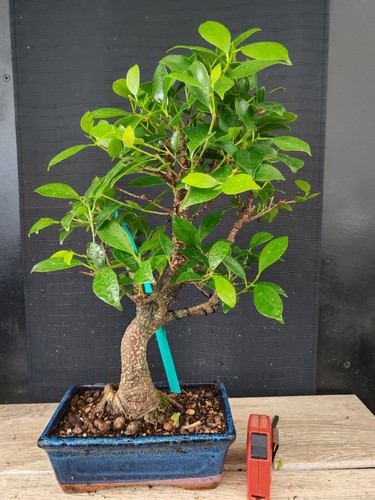 bonsai ficus retusa h 46 cm visita il negozio