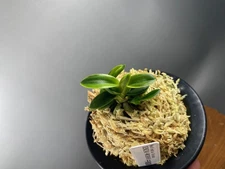 Neofinetia falcata. 0423186. SENZAI-NISHIKI 千載錦