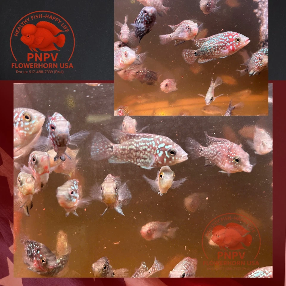 Fry Size Kamfa Flowerhorn Fish | Baby Kamfa | Live Aquarium - Buy 3 Get 1 Free - Image 4 of 4