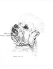 #390 DANDIE DINMONT TERRIER * dog art print * Pen and ink drawing * Jan Jellins