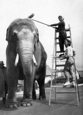 Charlie the elephant has a brush-down at Butlins camp in Ayr- 1957 Old Photo