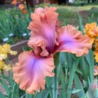 Tall Bearded Iris Rhizome "I Must Have It" Paul Black 2011 Last One!