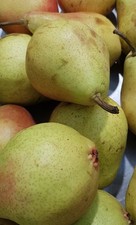 Pyrus communis 'Beurré Royal' / Poirier Beurré Royal / Conteneur de 5 à 6 lit...