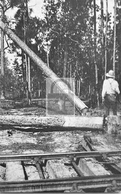 Felling Pine Tree Jackson Lumber Company Lockhart Alabama AL - Reprint
