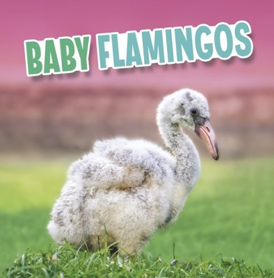 Baby Flamingos by Martha E. H. Rustad (Paperback Book)