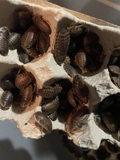 50 Large Dubia Roaches