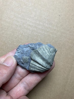 50g Beautiful brachiopod pyrite Landscape stone