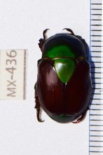 Calomacrapsis haroldi | MEXICO |  AS PICTURED | A1 | RARELY OFFERED